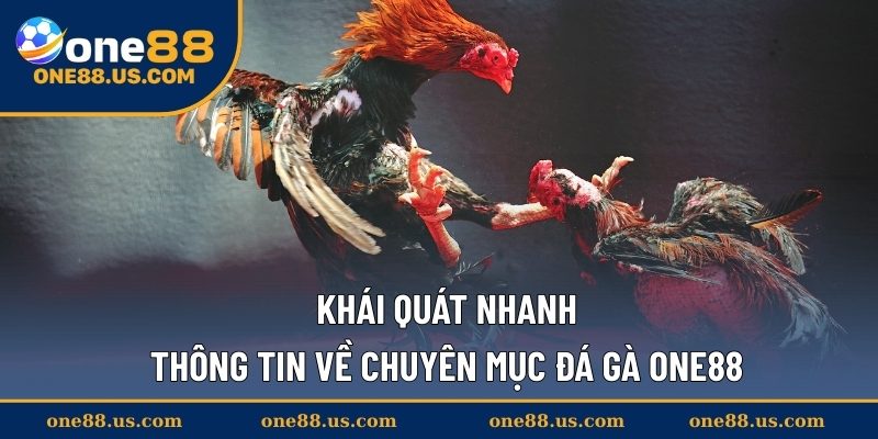 Khái quát nhanh thông tin về chuyên mục đá gà ONE88